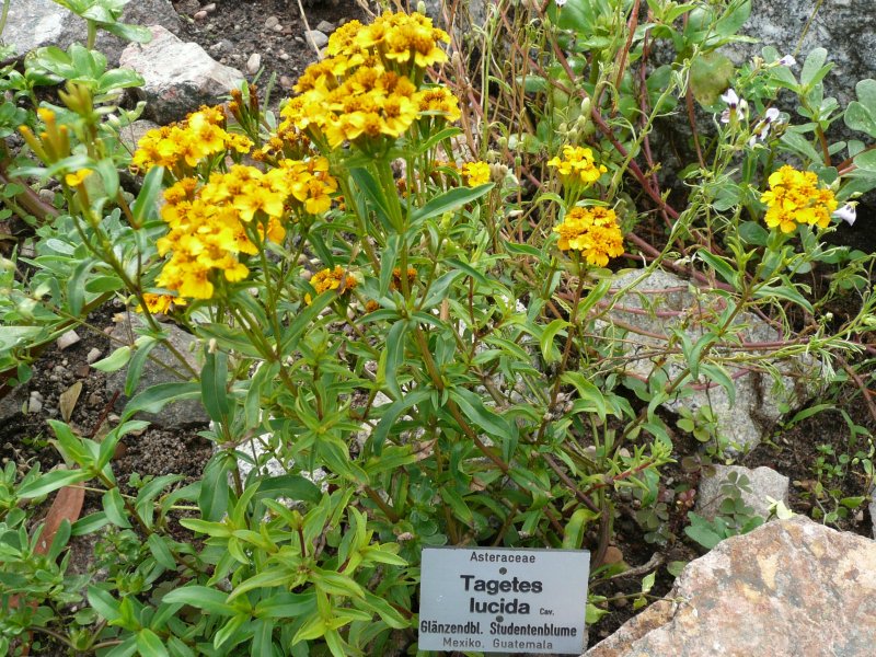 Mexican tarragon (Tagetes lucida)