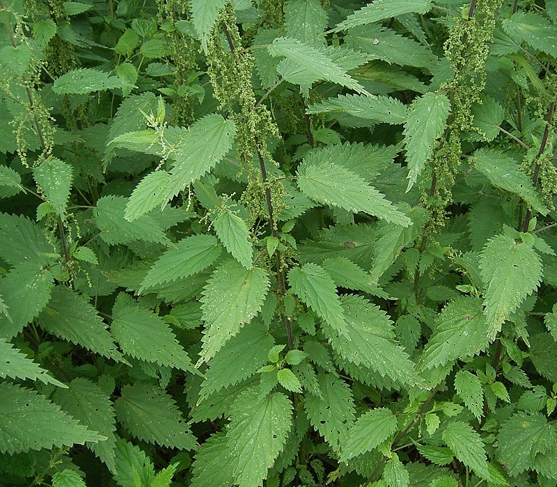 Common nettle (Urtica dioica)