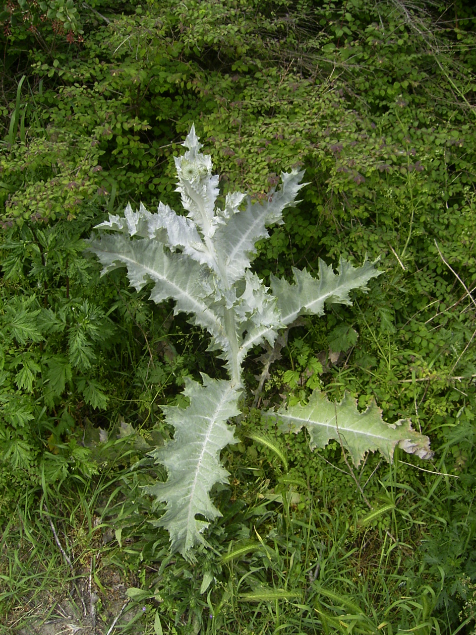 Scotch thistle (Onopordum acanthium)