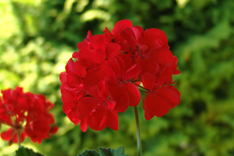 Zonal geranium (Pelargonium × hortorum)