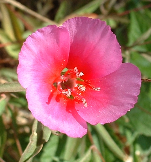 Godetia (Clarkia amoena)