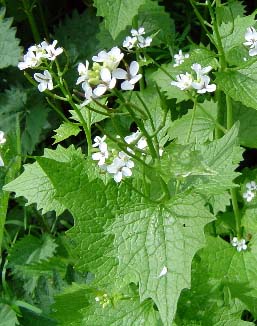 Garlic mustard (Alliaria petiolata)