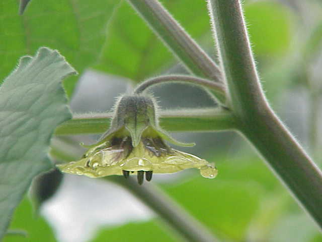 Cape gooseberry (Physalis peruviana)