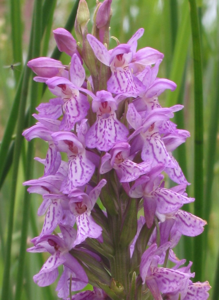 Southern marsh-orchid (Dactylorhiza praetermissa)
