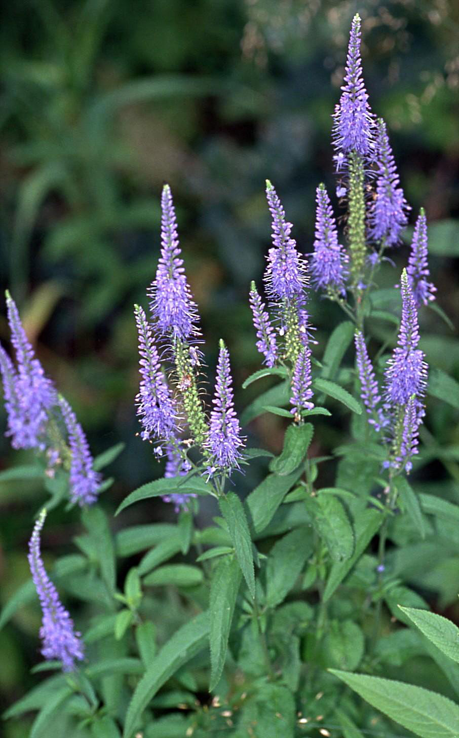 Garden speedwell (Veronica longifolia)