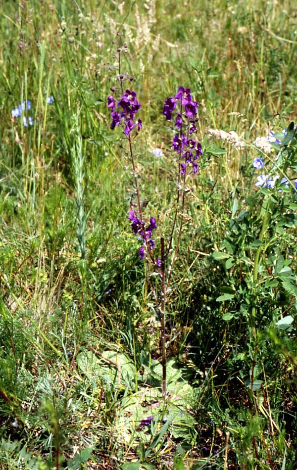 Purple mullein (Verbascum phoeniceum)