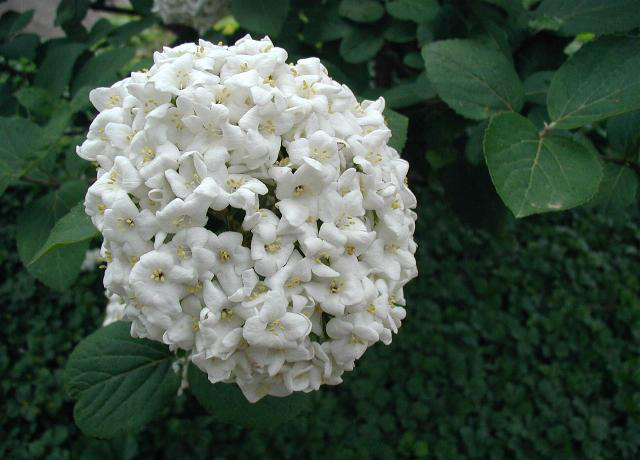 Fragrant snowball (Viburnum × carlcephalum)