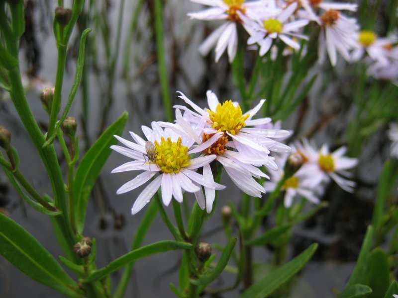 Zulte (Tripolium pannonicum)