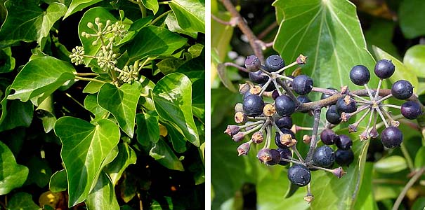 Ierse klimop (Hedera hibernica)