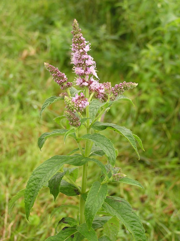 Horse mint (Mentha longifolia)