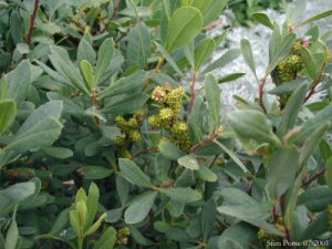 Bog-myrtle (Myrica gale)