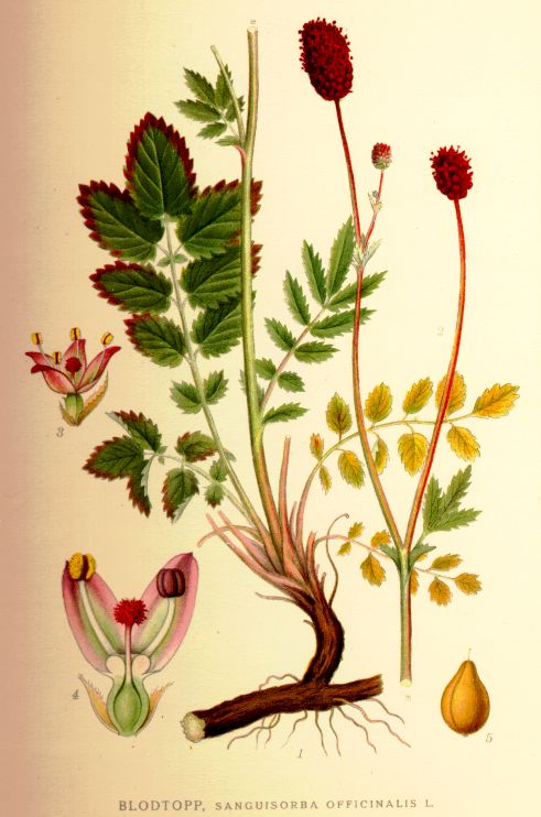 Great burnet (Sanguisorba officinalis)