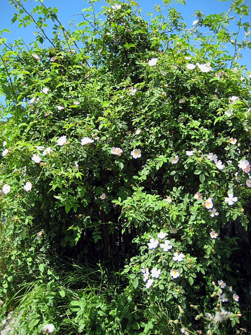 Dog rose (Rosa canina)