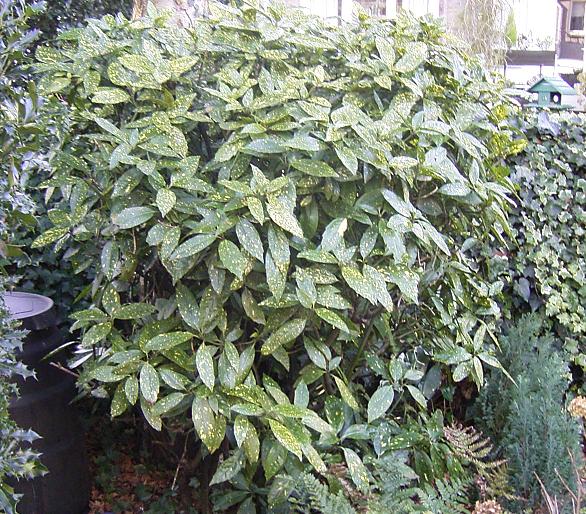 Spotted laurel (Aucuba japonica)