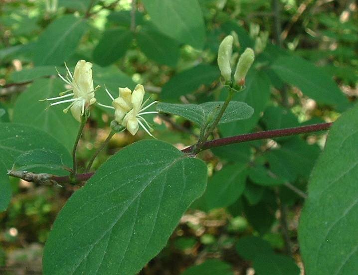 Fly honeysuckle (Lonicera xylosteum)