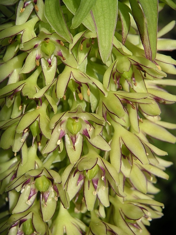 Pineapple lily (Eucomis bicolor)