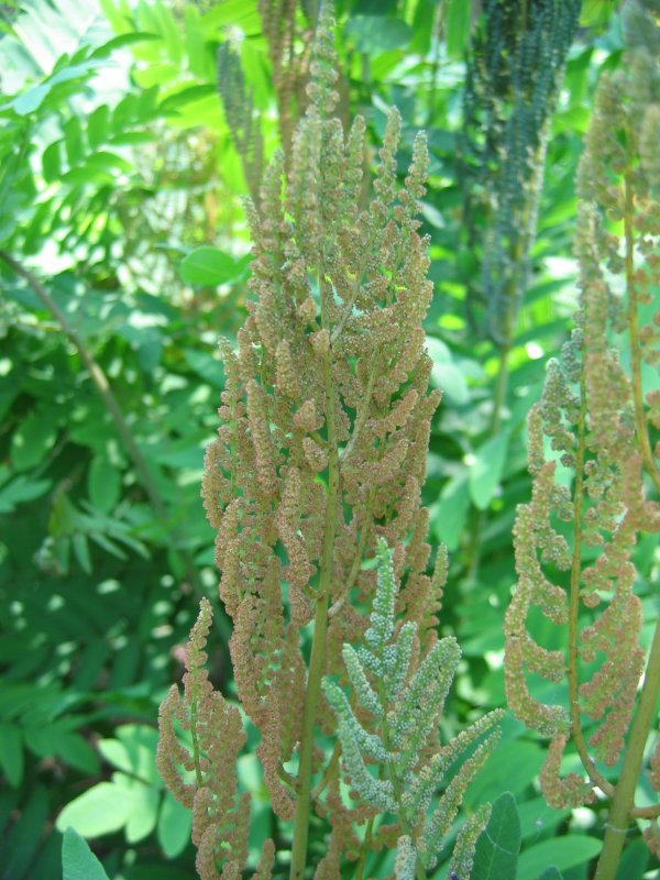 Royal fern (Osmunda regalis)