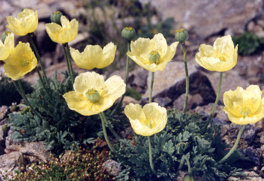 Iceland poppy (Papaver nudicaule)