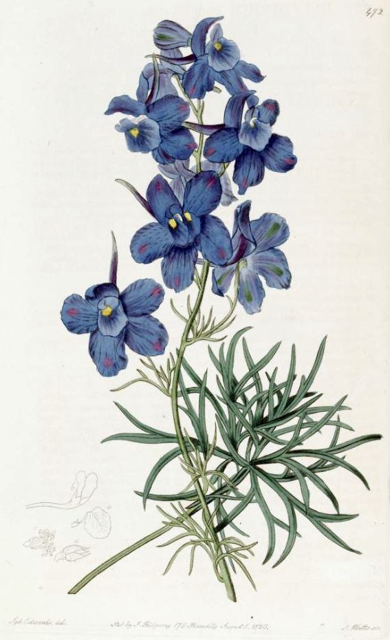 Chinese delphinium (Delphinium grandiflorum)