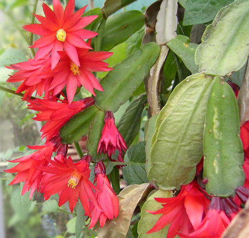 Easter cactus (Schlumbergera gaertneri)