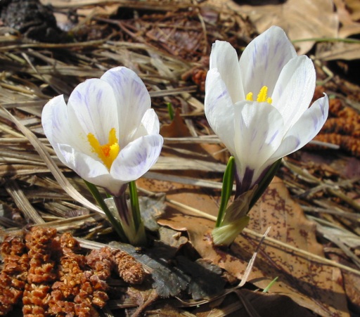 Spring crocus (Crocus vernus)