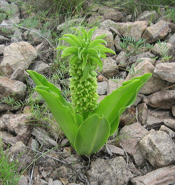 Autumn pineapple lily (Eucomis autumnalis)