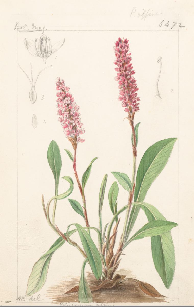 Himalayan knotweed (Persicaria affinis) (Persicaria affinis)