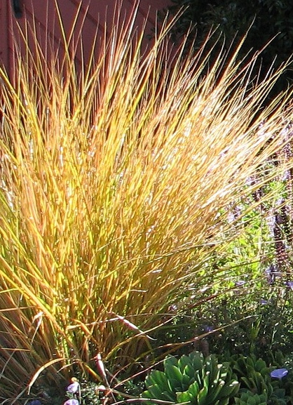 Pheasant's tail grass (Anemanthele lessoniana)