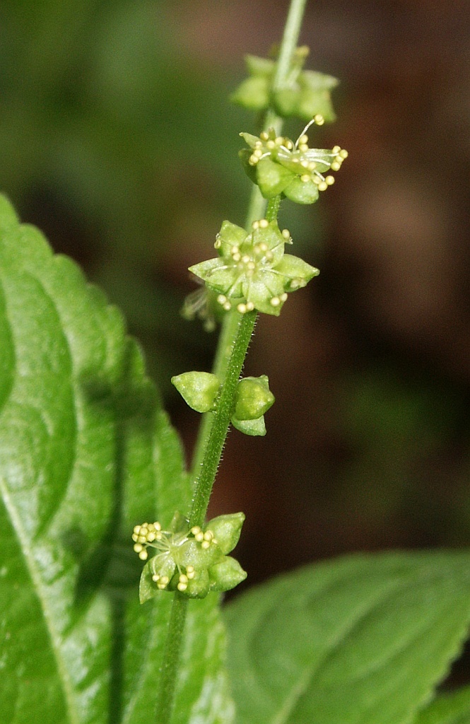 Dog’s mercury (Mercurialis perennis)