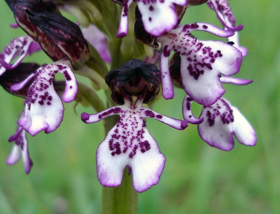 Lady orchid (Orchis purpurea)