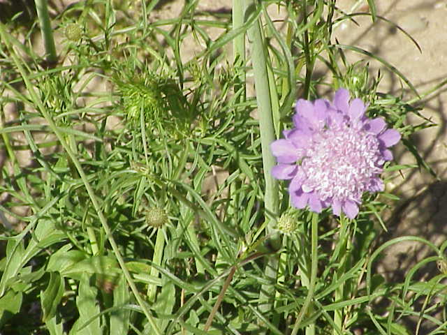Small scabious (Scabiosa columbaria)