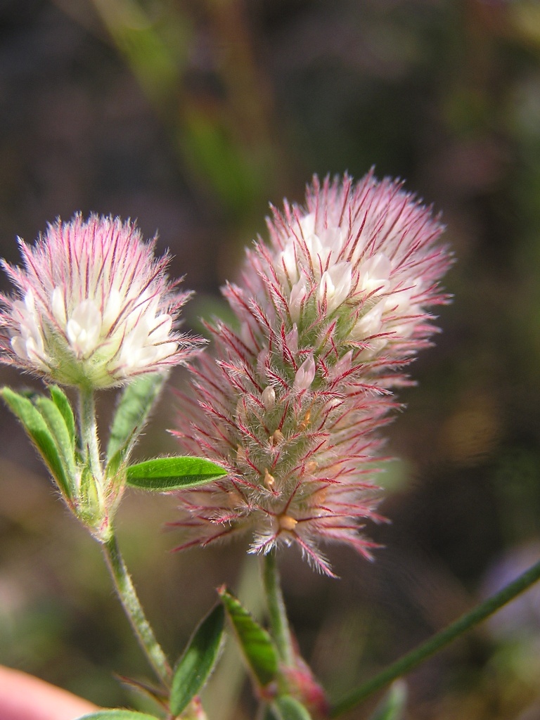Trèfle des champs (Trifolium arvense)