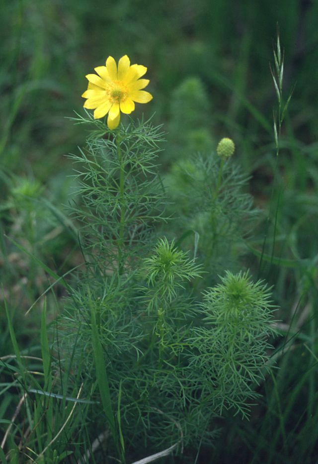 Yellow pheasant’s eye (Adonis vernalis)