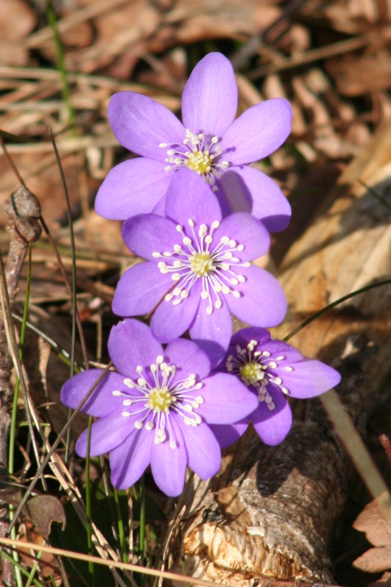 Leverbloempje (Hepatica nobilis)