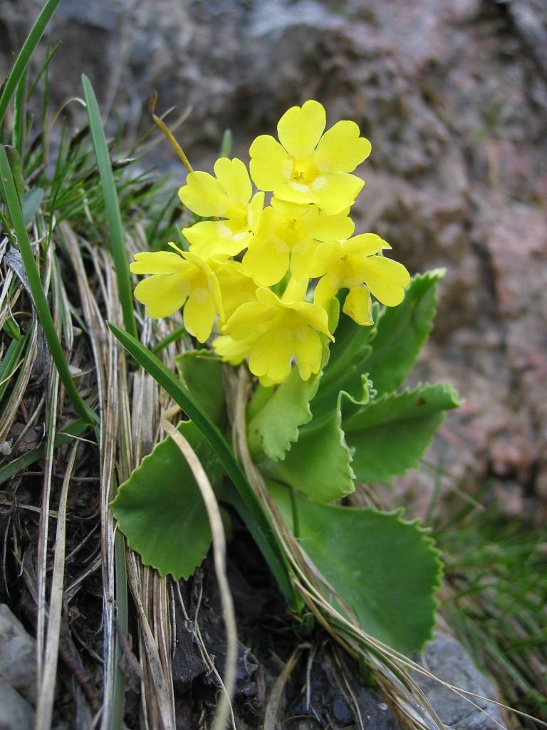 Auricula (Primula auricula)