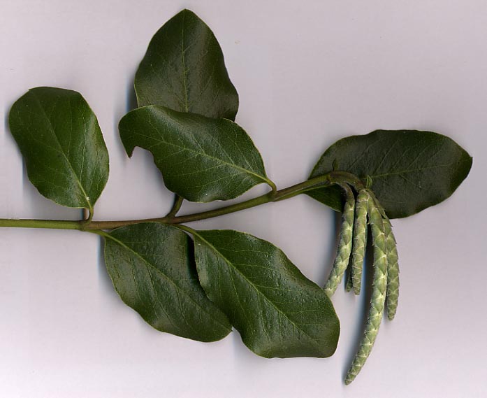 Silk tassel (Garrya elliptica)