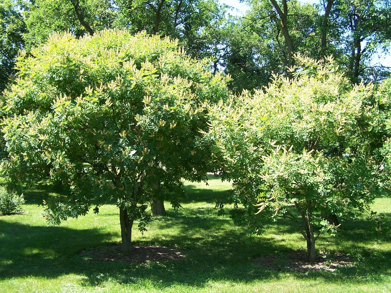 Amur maackia (Maackia amurensis)