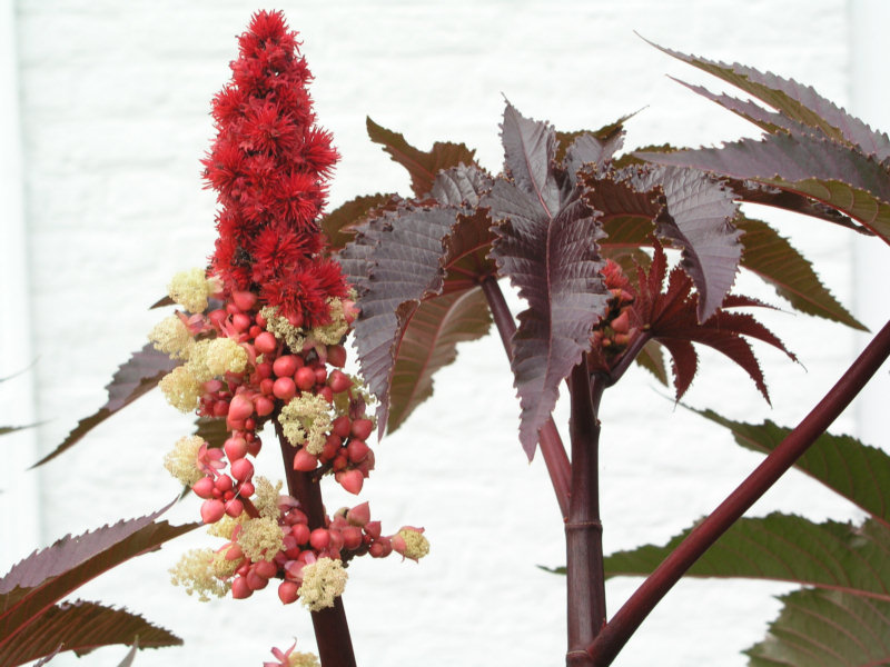 Wonderboom (Ricinus communis)
