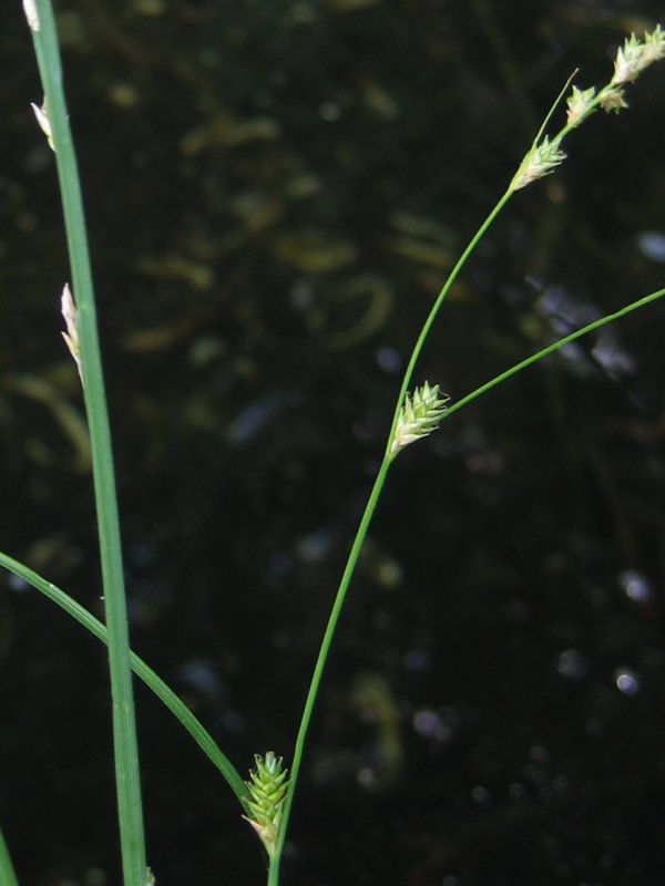 Remote sedge (Carex remota)