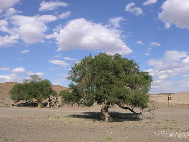 Orme de Sibérie (Ulmus pumila)