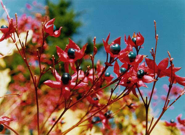 Harlequin glorybower (Clerodendrum trichotomum)