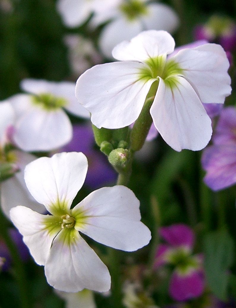 Virginia stock (Malcolmia maritima)