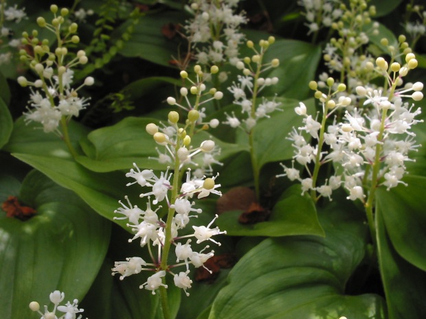 Dalkruid (Maianthemum bifolium)