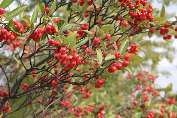 Red chokeberry (Aronia arbutifolia)