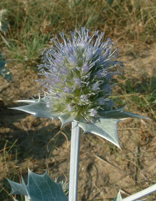 Sea-holly (Eryngium maritimum)
