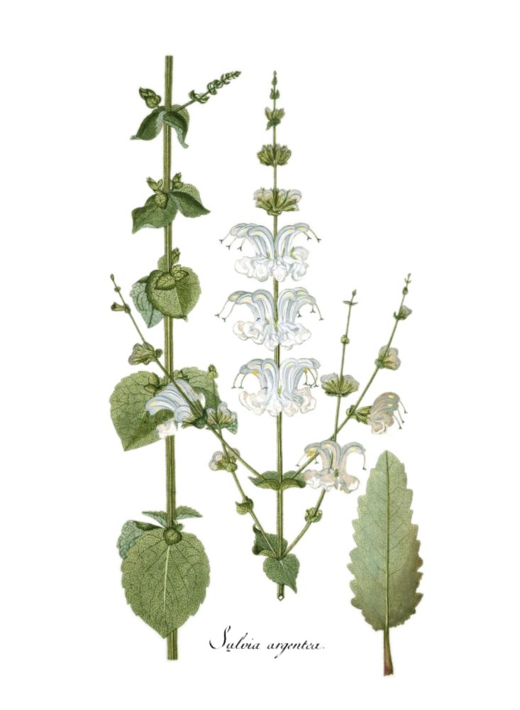 Silver sage (Salvia argentea)