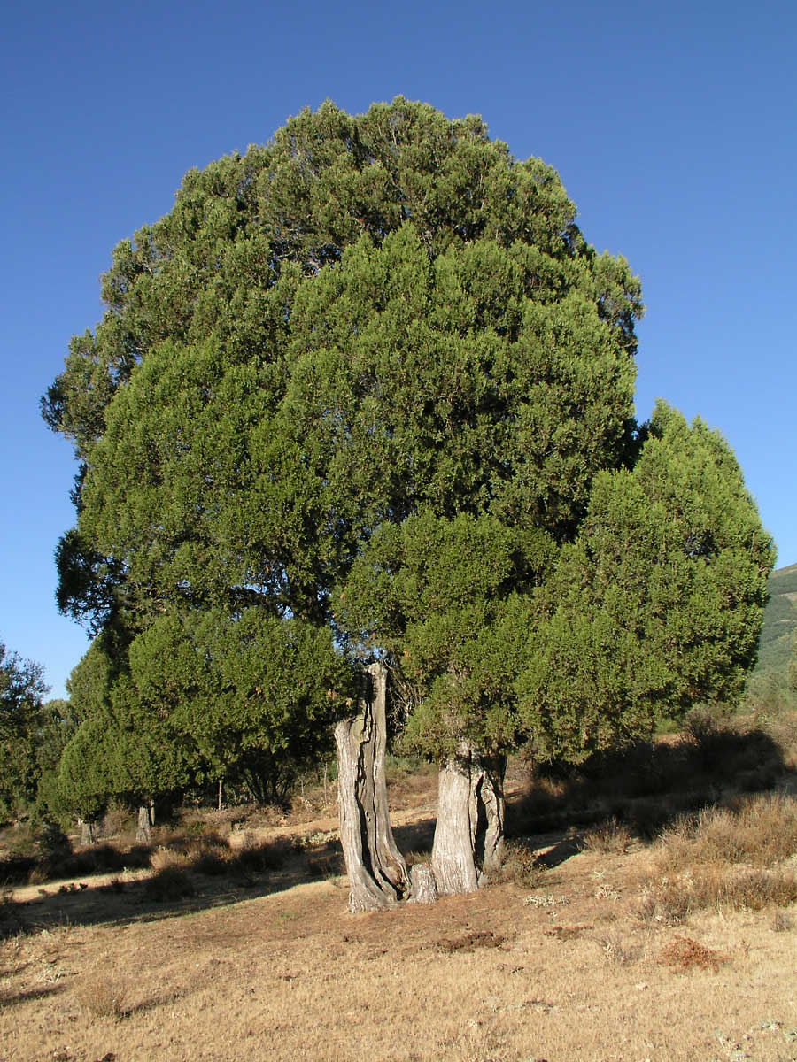 Spanish juniper (Juniperus thurifera)