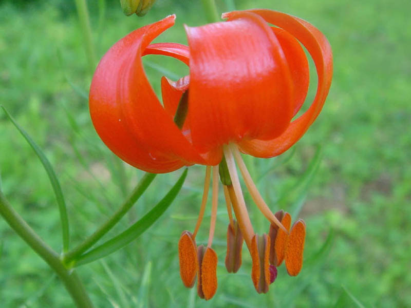Coral lily (Lilium pumilum)