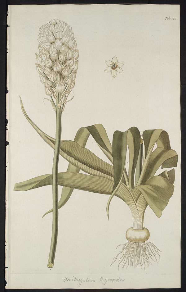 Ornithogalum thyrsoides