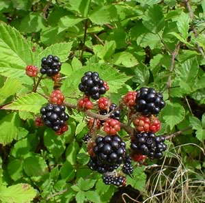 Blackberry (Rubus)